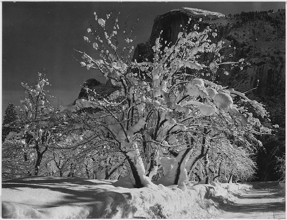 A black and white photograph of Half Dome in Yosemite with snow-covered apple trees by Ansel Adams