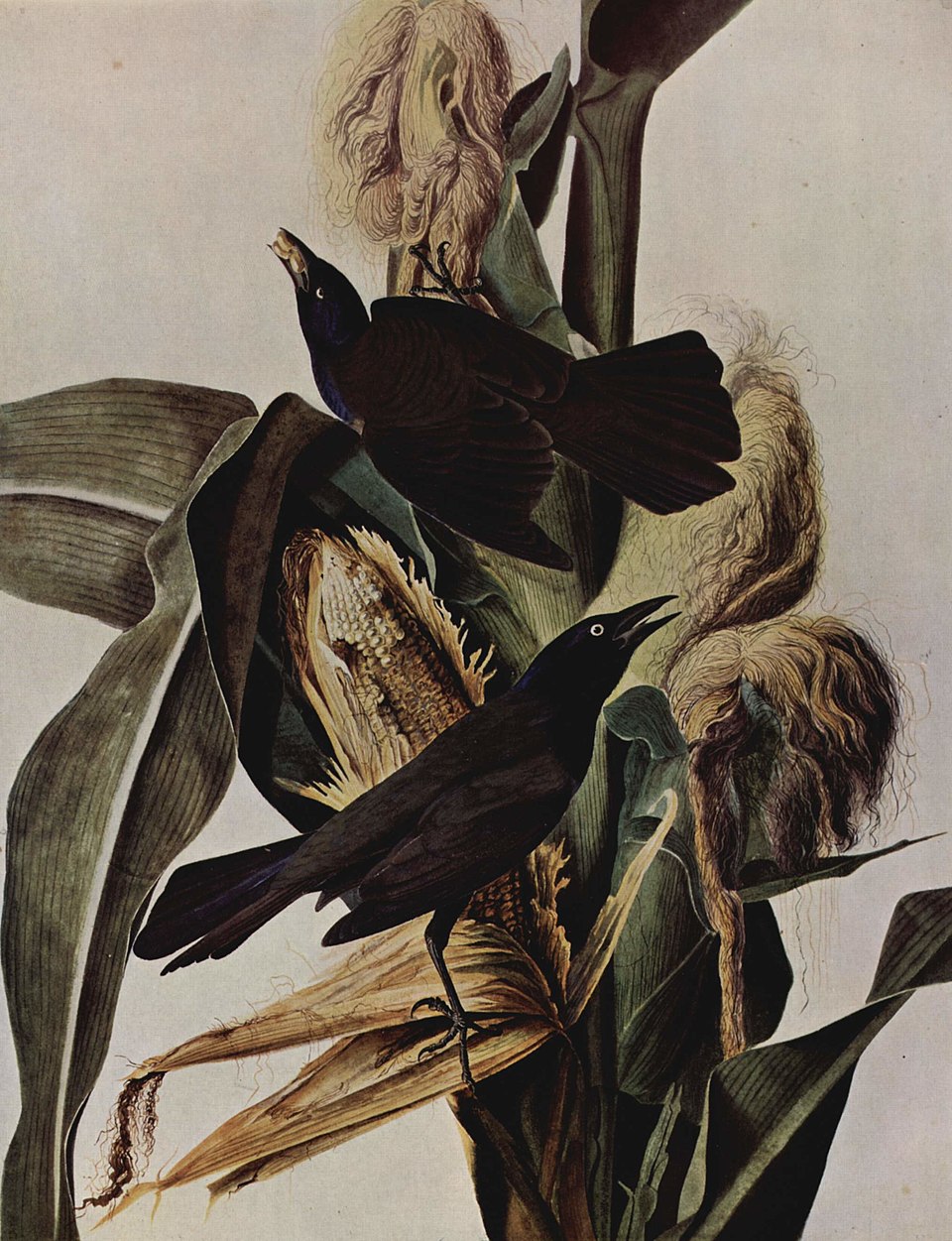 A detailed illustration of blackbirds perched on corn stalks by John James Audubon