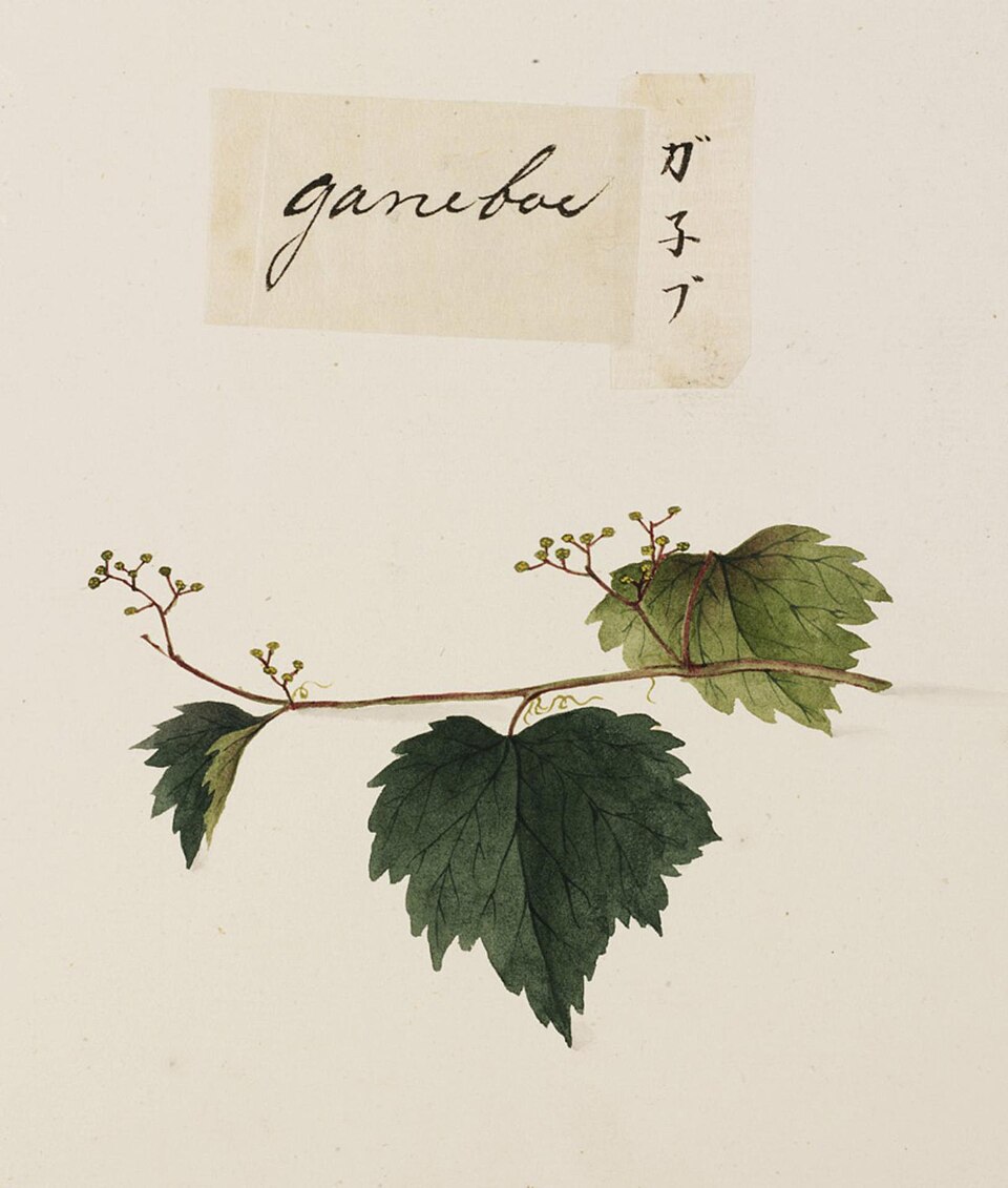 A detailed botanical illustration of a plant with green leaves, drawn in pencil and watercolor