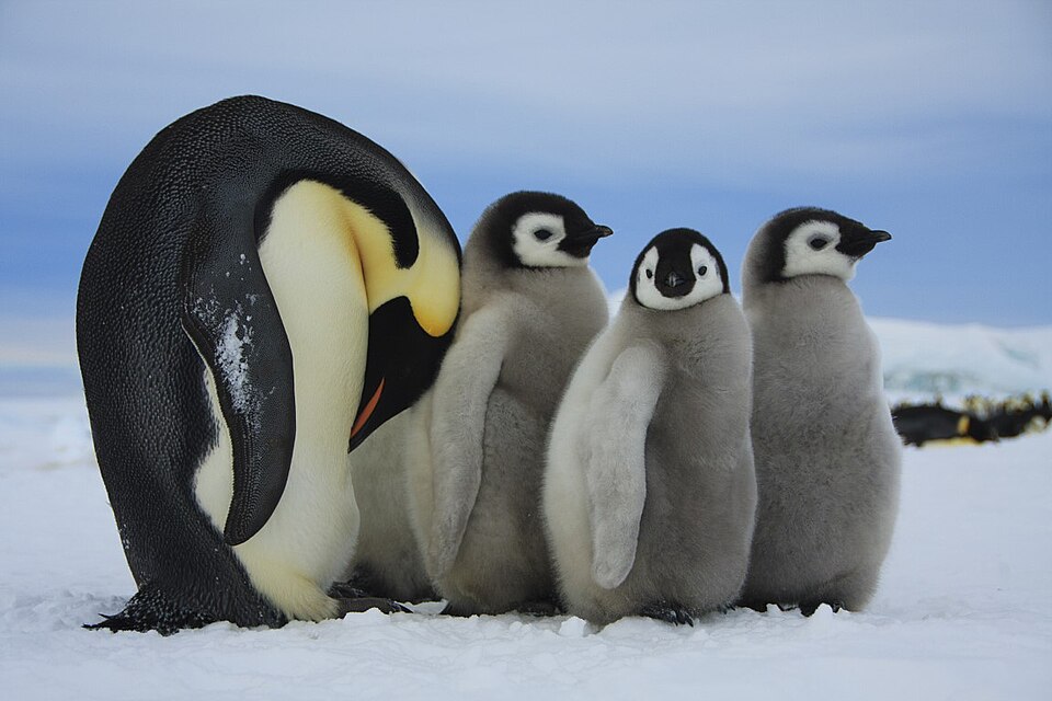 An adult emperor penguin caring for chicks in Antarctica, the kind of scene captured in nature documentaries