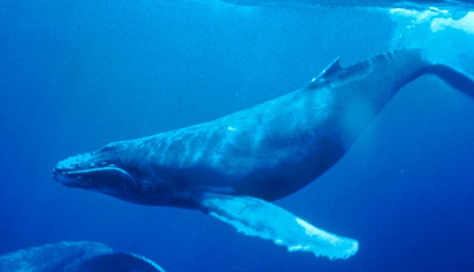 A humpback whale swimming underwater, the kind of wildlife scene featured in nature documentaries