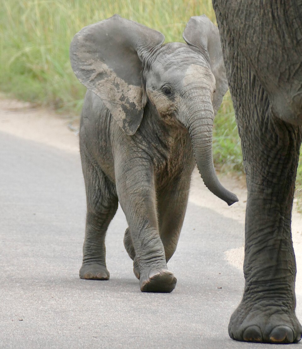 A baby elephant walking next to its mother in Kruger National Park