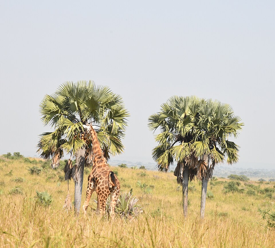A giraffe reaching up to eat from tall trees on the African savanna