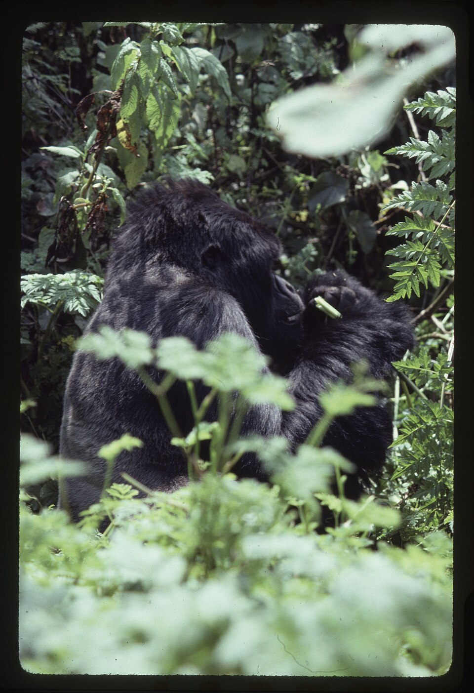 A gorilla eating plants in a lush green forest