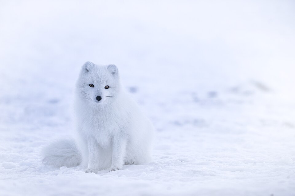 A white arctic fox sitting in the snow in winter