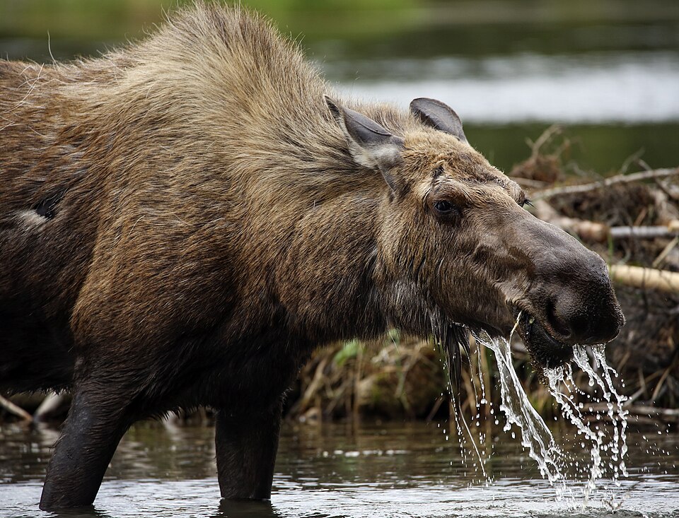 A moose eating water plants in a lake