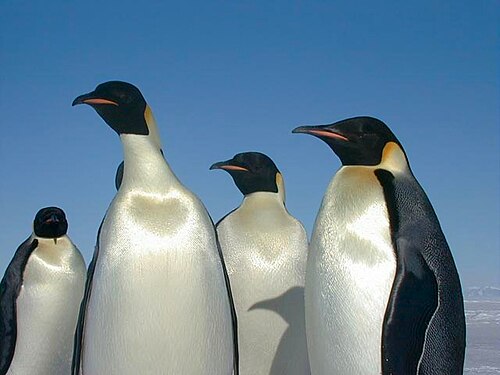 A group of emperor penguins standing together on the ice in Antarctica