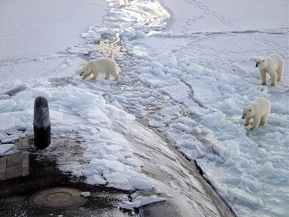 Polar bears walking on Arctic sea ice near the North Pole