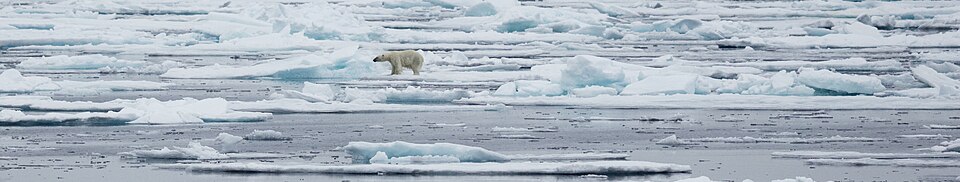 A polar bear walking across Arctic sea ice near Svalbard