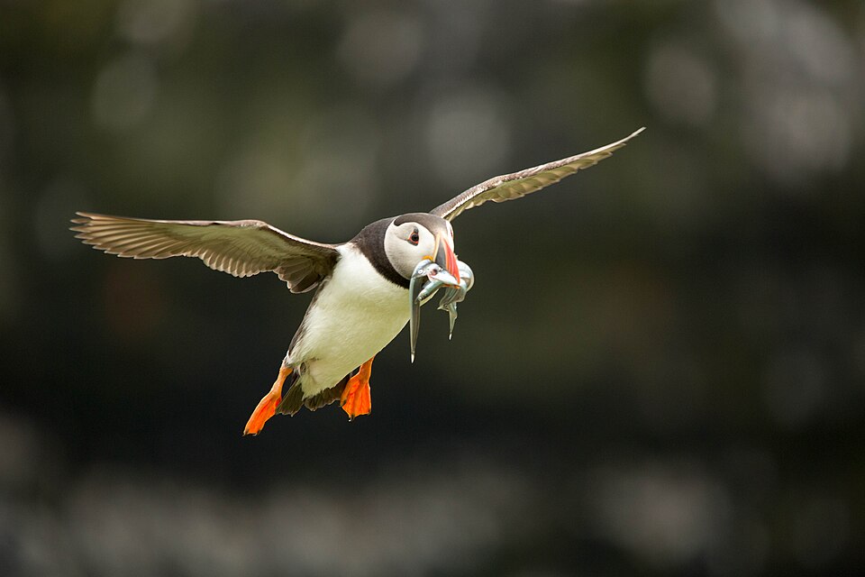 A puffin flying with fish in its beak