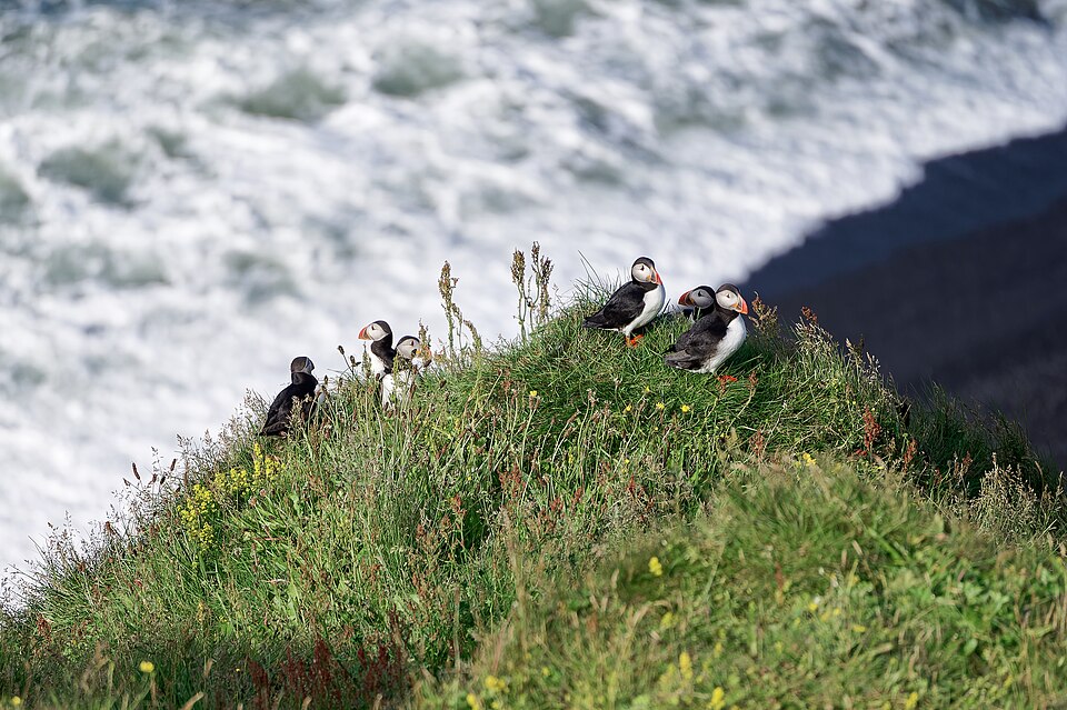 A colony of Atlantic puffins sitting on a grassy cliff in Iceland