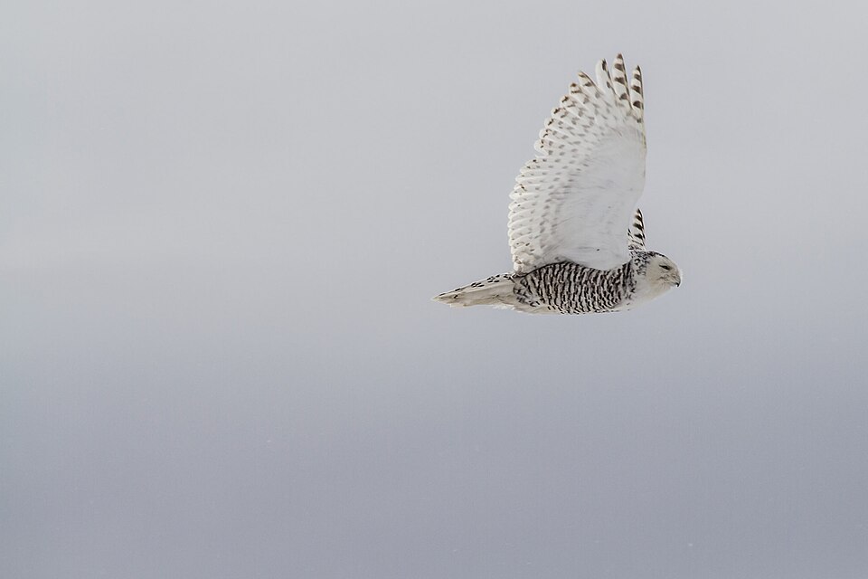 A snowy owl flying through the winter sky