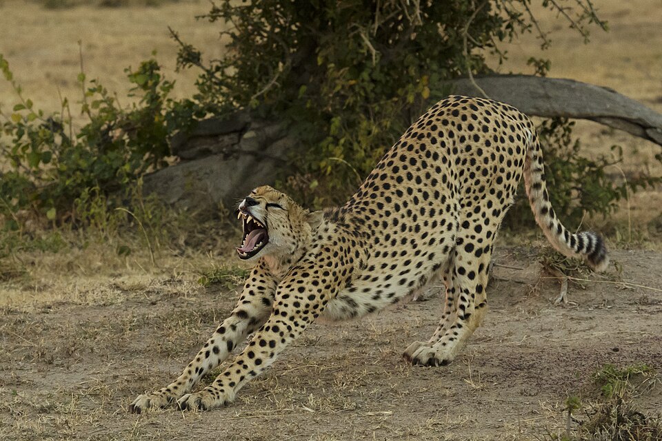 A cheetah stretching in the African savanna at Masai Mara