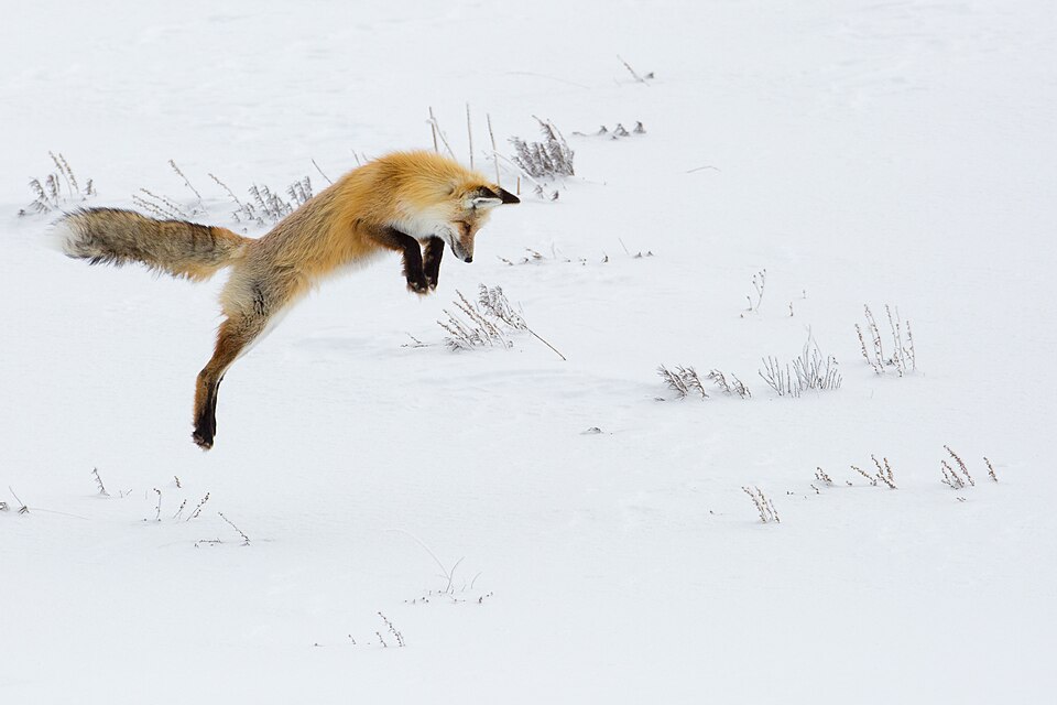A red fox leaping into the snow to catch prey in Yellowstone