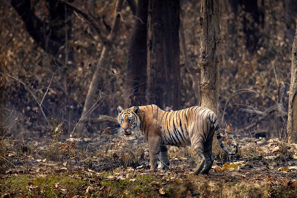 A Bengal tiger walking through a forest in Nepal