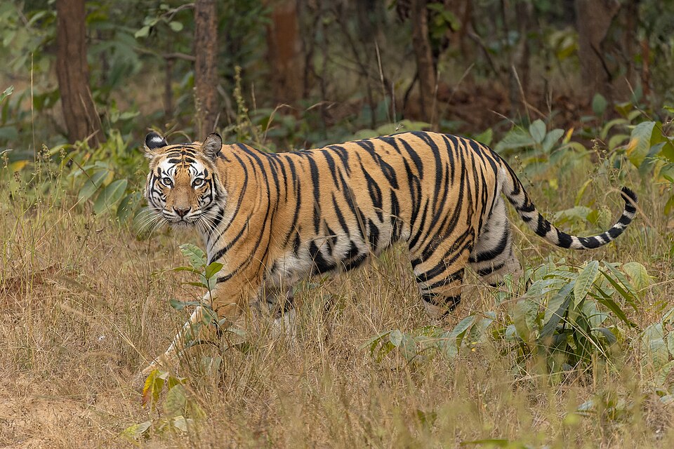 A Bengal tiger walking through the forest in India
