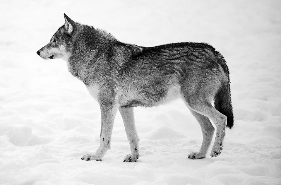 A gray wolf standing in the snow