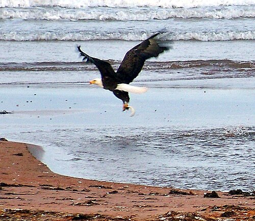 A bald eagle swooping over the water to catch a fish