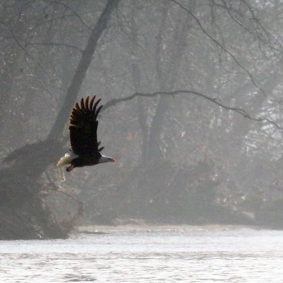A bald eagle flying over a river looking for fish