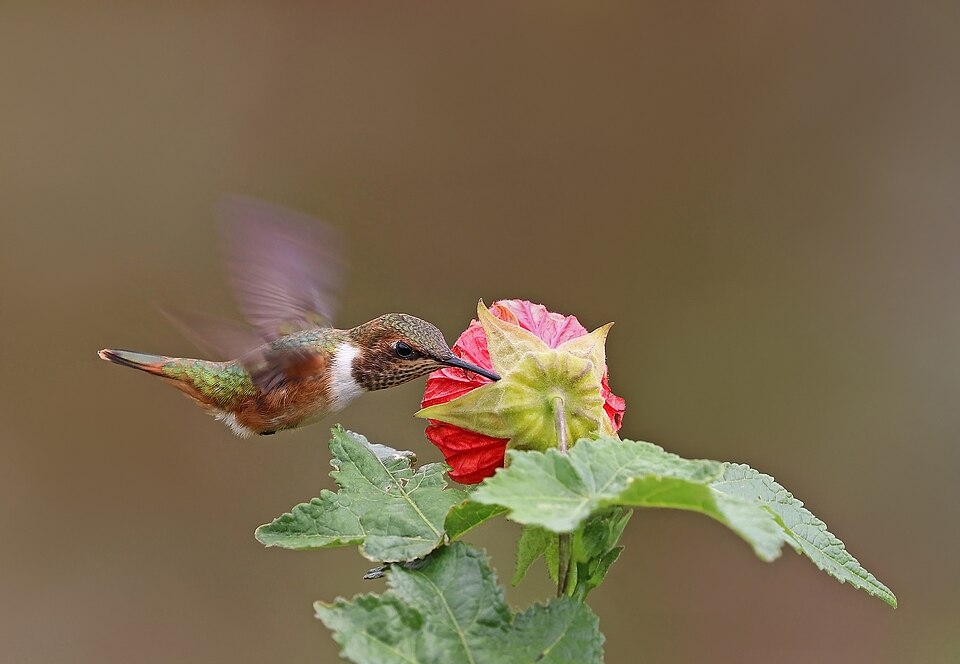 A hummingbird hovering in the air while drinking nectar from a red flower