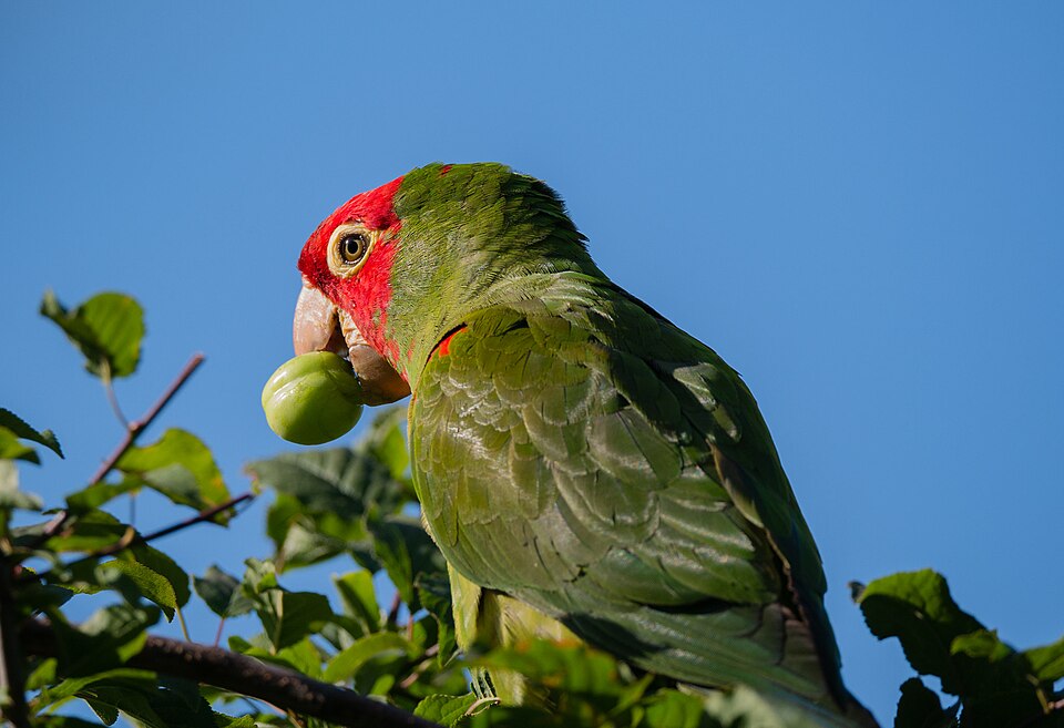 A wild parrot eating fruit in a tree