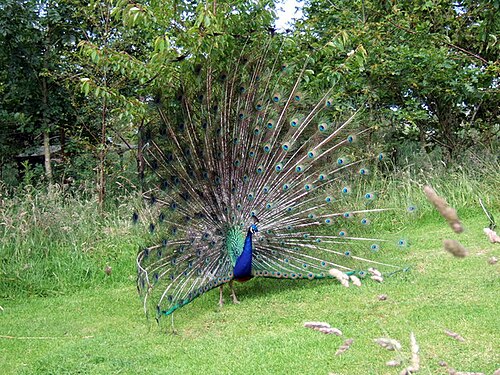 A peacock displaying its colorful tail feathers like a fan in a garden