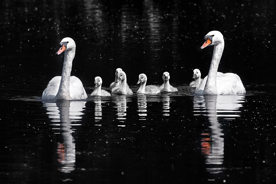 A swan family with two parents and their cygnets swimming together on a lake