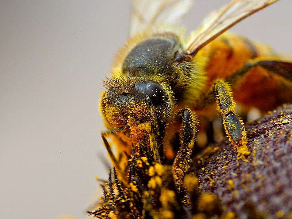 A honeybee covered in pollen while collecting nectar from a flower