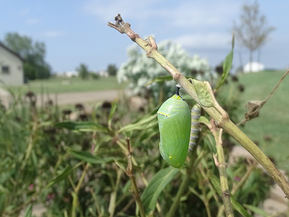 A monarch butterfly chrysalis hanging from a branch