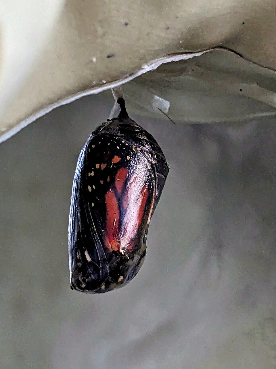 A monarch butterfly chrysalis with the butterfly’s wings visible inside