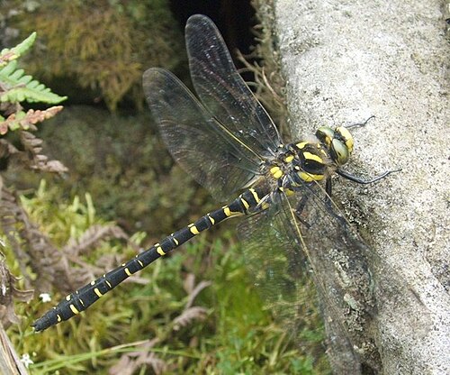 A golden-ringed dragonfly resting on a rock near a stream