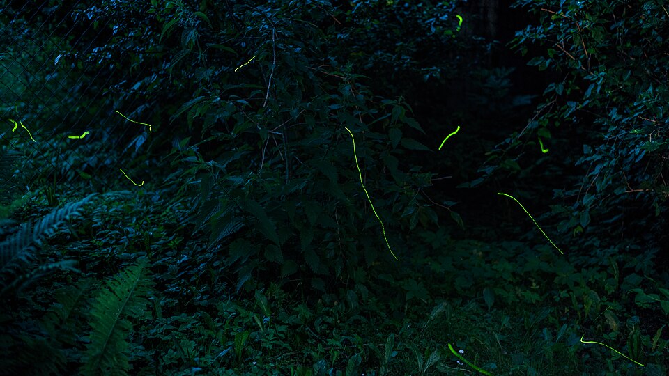 Fireflies glowing in a garden at night with bright green light trails
