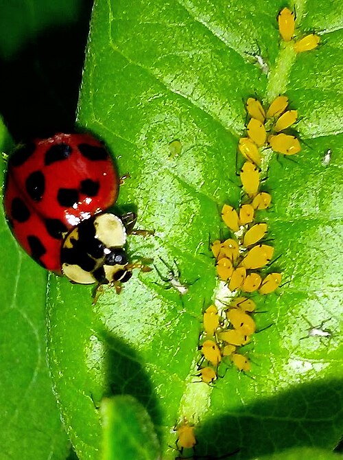 A ladybug eating tiny yellow aphids on a green leaf