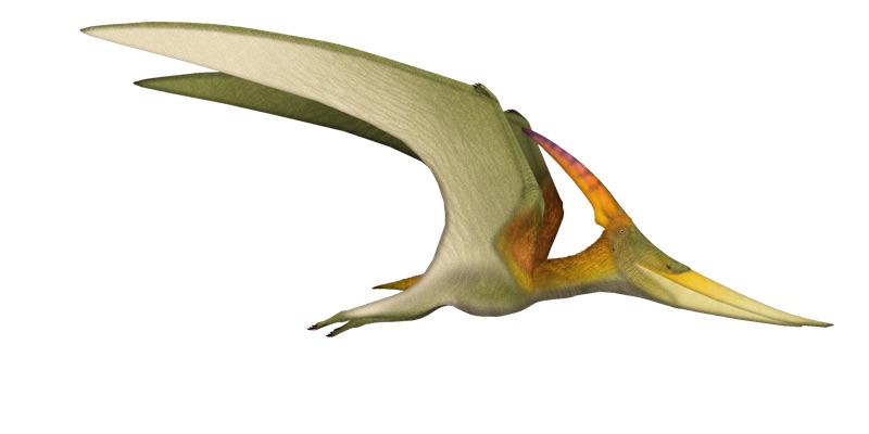 Pteranodon