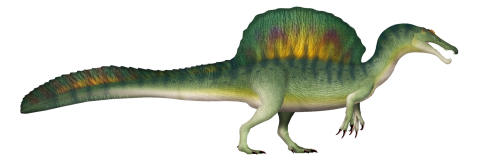 Illustration of Spinosaurus showing its full body with the tall sail on its back