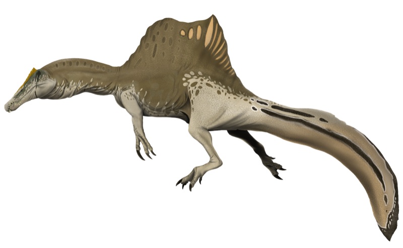 Spinosaurus