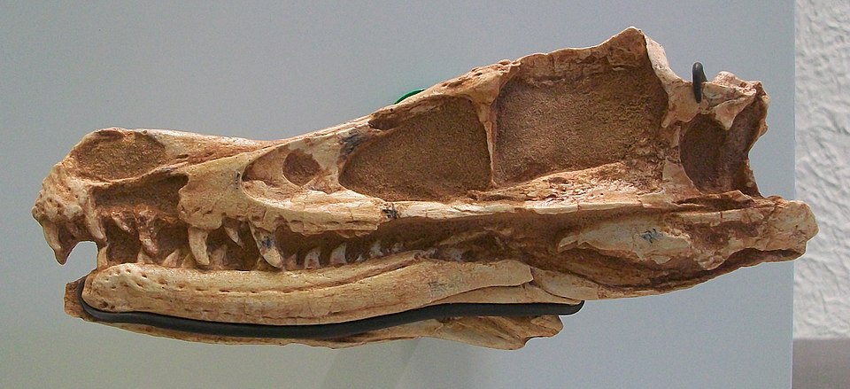The skull of a real Velociraptor fossil in the American Museum of Natural History