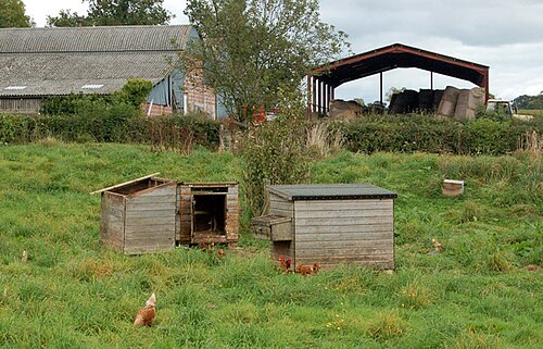 Free-range hens walking around a farm with chicken coops in a green field