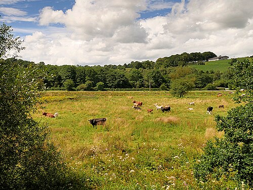 Cows grazing in a green pasture on a sunny day