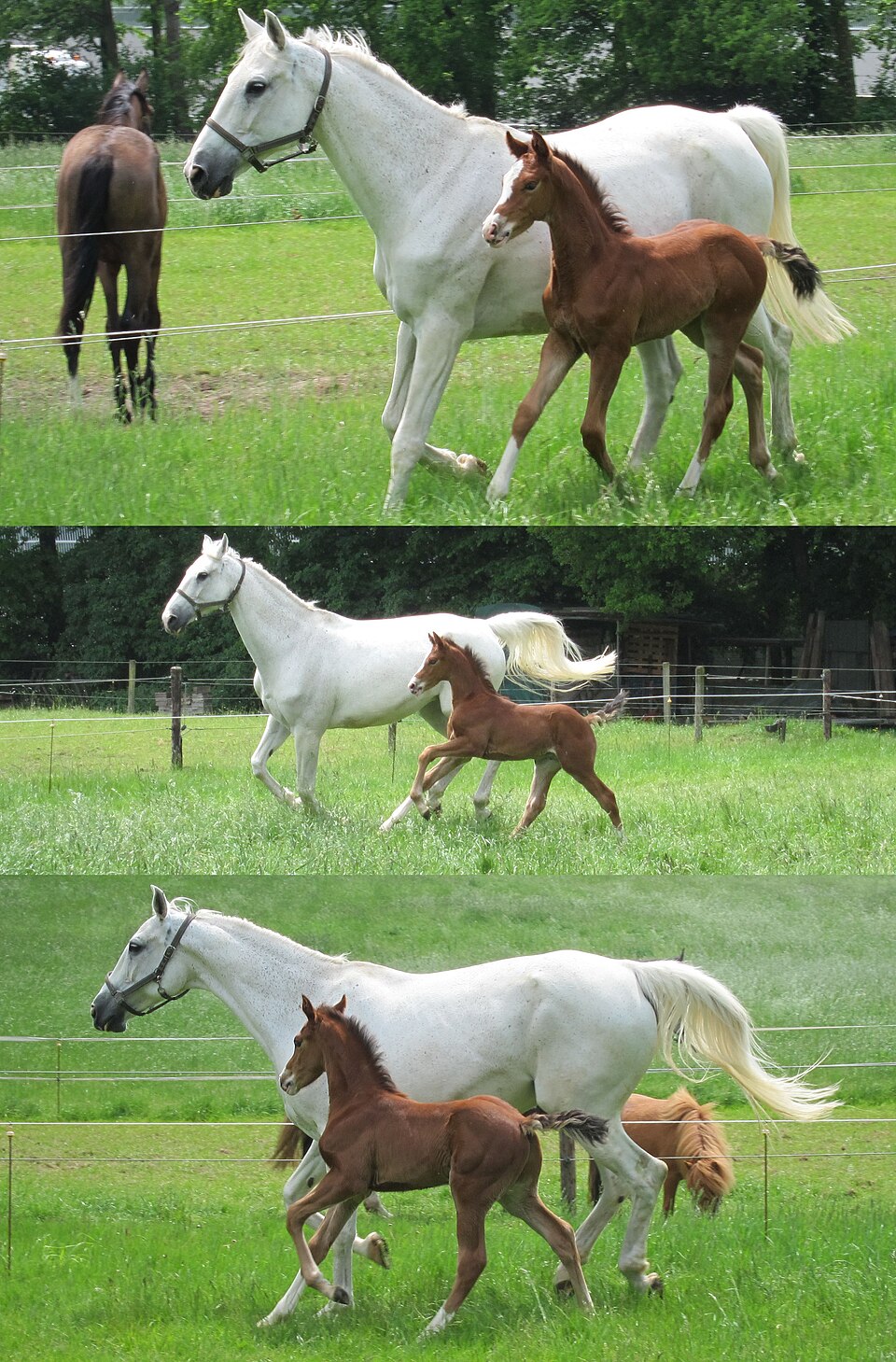 A mother horse and foal galloping together in a green meadow