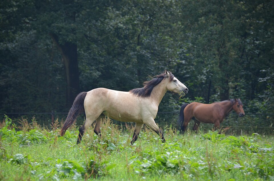 Horses trotting through a green meadow near the woods