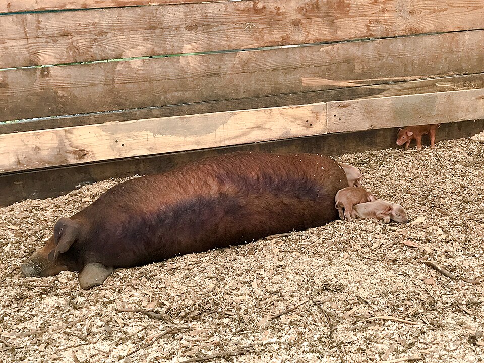 A mother pig resting with her tiny piglets in a barn