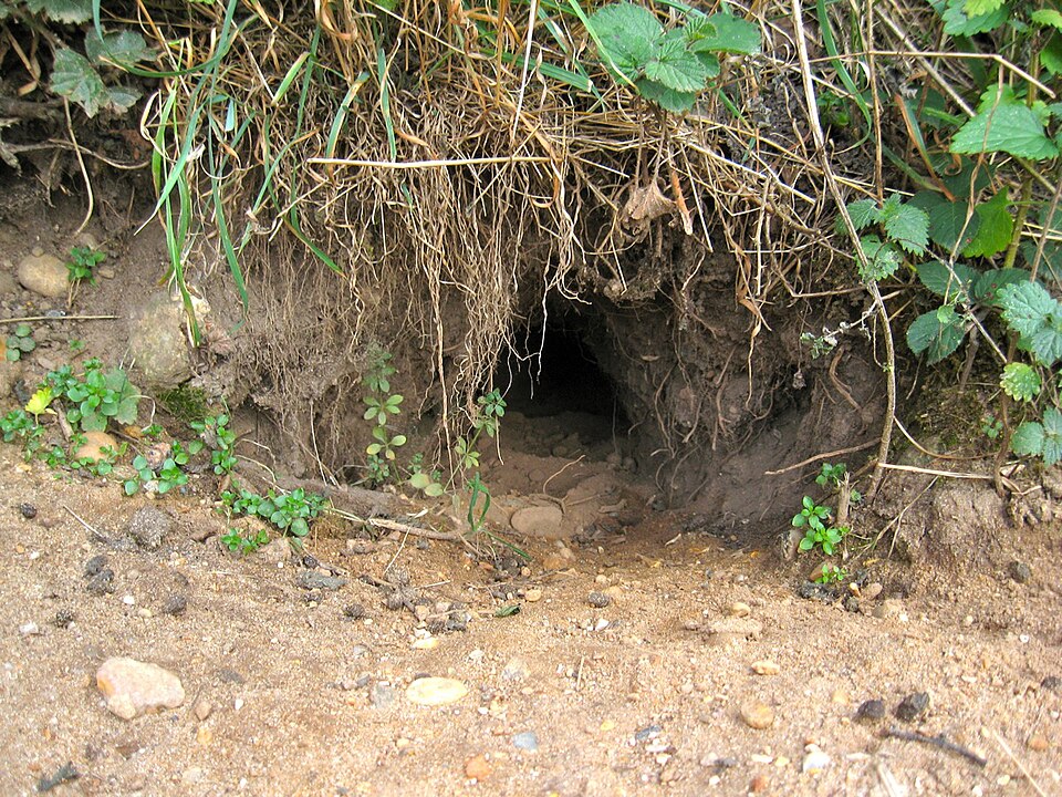 The entrance to a rabbit burrow dug into the ground under plants and roots