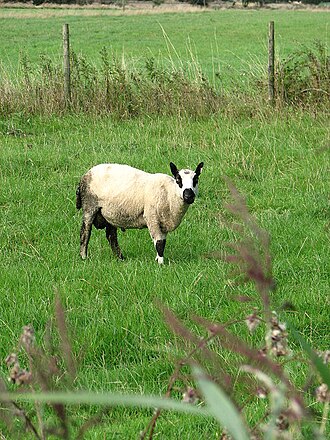 A woolly sheep grazing on green grass in a pasture