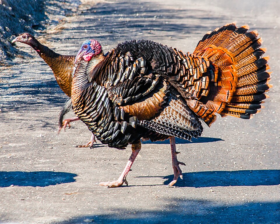 A wild turkey displaying its colorful tail feathers like a fan