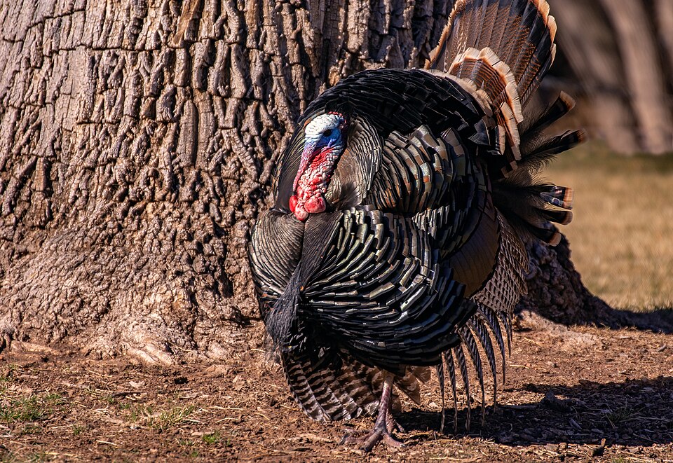 A wild turkey foraging near a tree