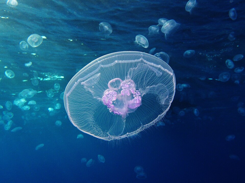 A moon jellyfish swimming in blue ocean water