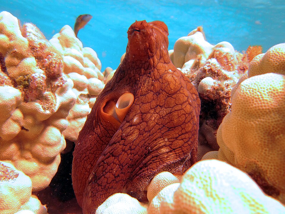 An octopus peeking out from between colorful corals on an ocean reef