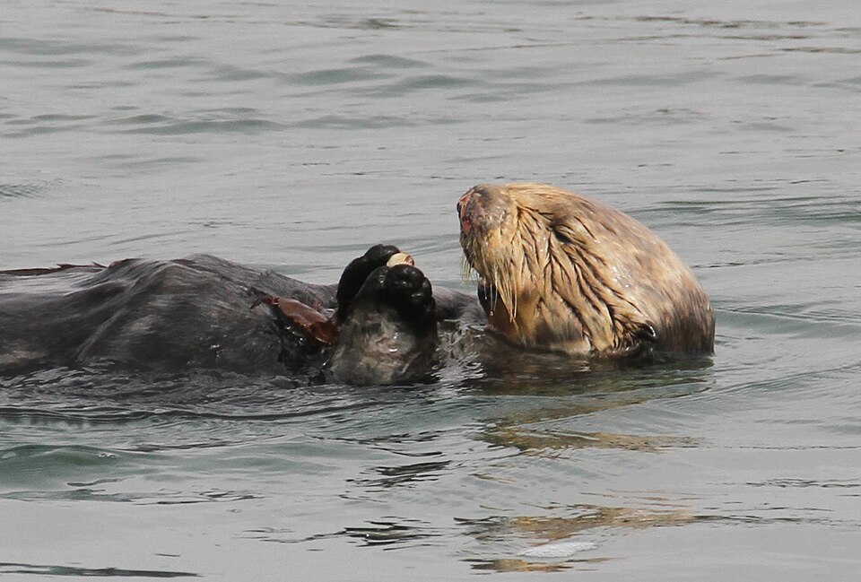 A sea otter floating on its back eating a shellfish