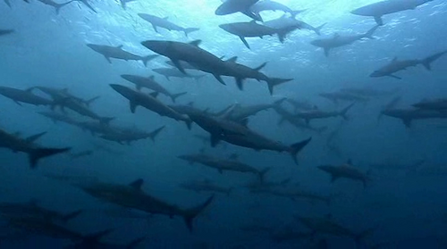 A group of sharks swimming together in the deep blue ocean